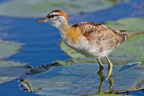 Lesser Jacana close to the boat at Horseshoe Bend Geotagged,Lesser jacana,Microparra capensis,Namibia,Spring