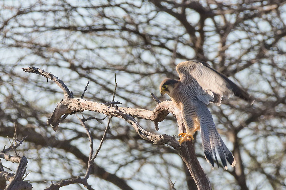Red-necked Falcon young one thinking about flying off? Falco chicquera,Geotagged,Namibia,Red-necked falcon,Spring