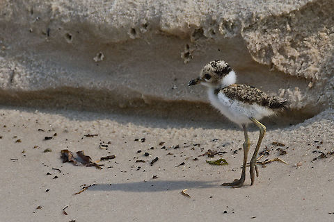 African Wattled Lapwing chick walking in some distance from the mother African wattled lapwing,Geotagged,Namibia,Spring,Vanellus senegallus