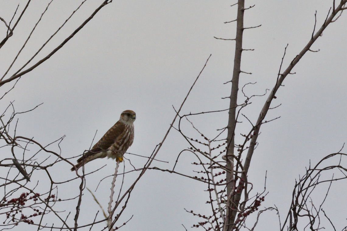 Eurasian Merlin in Qızılağac / Ghizil-Agaj State Reserve, non-breeding area, should be Falco columbarius pallidus &quot;Breeds on steppes of Asia, from S Ural Mts (near Aral Sea) E to NE Kazakhstan (Altai Mts); winters from e. Turkey to nw. India.&quot; according to <a href="https://birdsoftheworld.org/bow/species/merlin/cur/systematics#subsp" rel="nofollow">https://birdsoftheworld.org/bow/species/merlin/cur/systematics#subsp</a>  Azerbaijan,Falco columbarius,Geotagged,Merlin,Winter