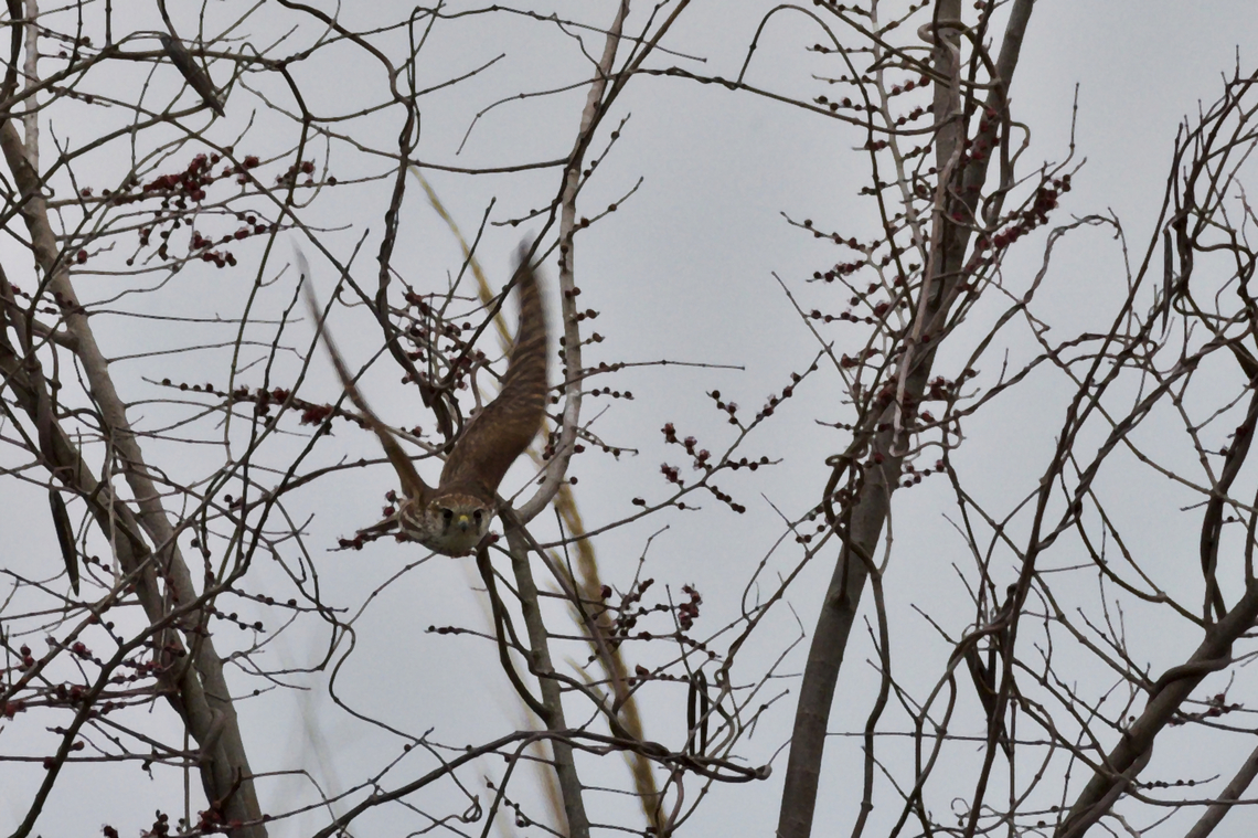 Eurasian Merlin same bird flying towards the photographer Azerbaijan,Falco columbarius,Geotagged,Merlin,Winter