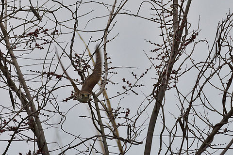 Eurasian Merlin same bird flying towards the photographer Azerbaijan,Falco columbarius,Geotagged,Merlin,Winter