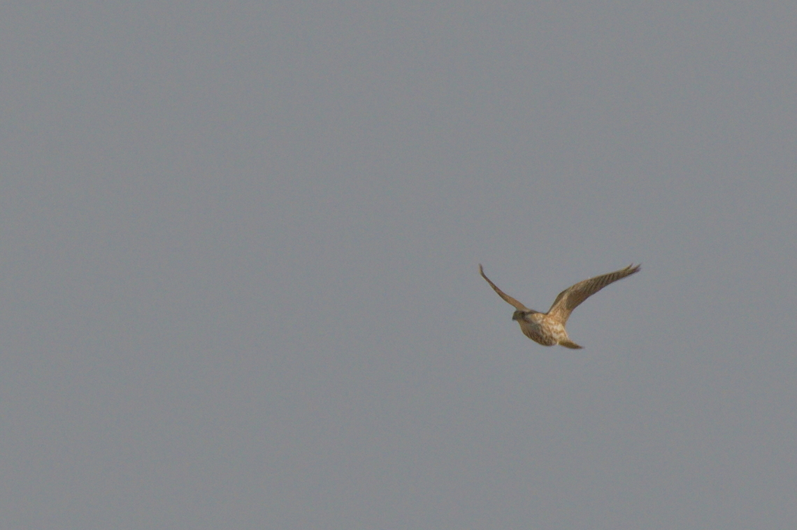 Lanner Falcon flying off Azerbaijan,Falco biarmicus,Geotagged,Lanner falcon,Winter