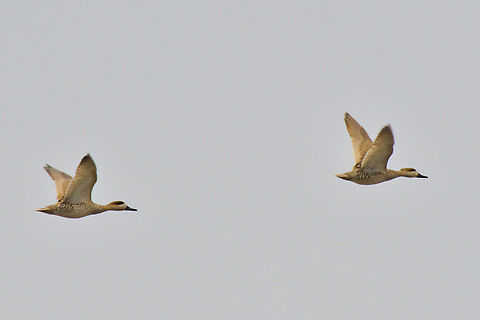 Marbled teal/duck Marmaronetta angustirostris Azerbaijan,Geotagged,Marbled duck,Marmaronetta angustirostris,Winter