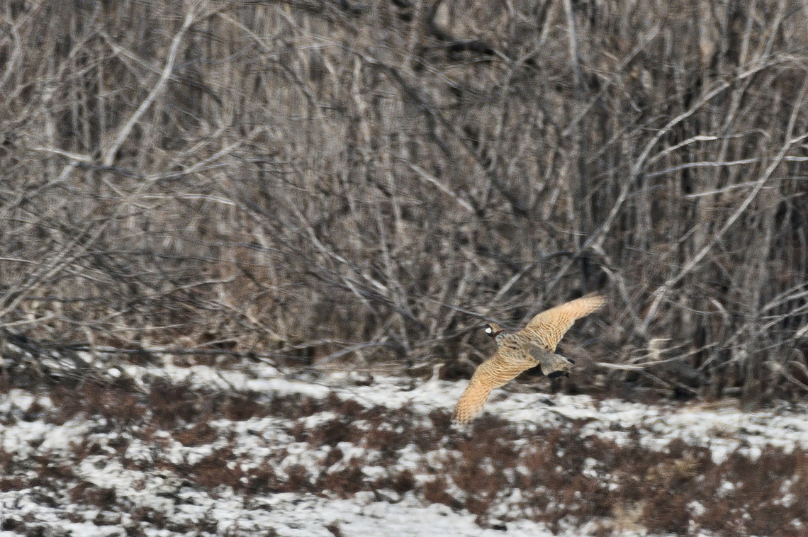 Francolinus francolinus heard for minutes quite near, too well hidden. Then flying off Azerbaijan,Black Francolin,Francolinus francolinus,Geotagged,Winter