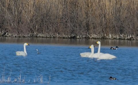 Tundra Swan  Azerbaijan,Cygnus columbianus,Geotagged,Tundra swan,Winter