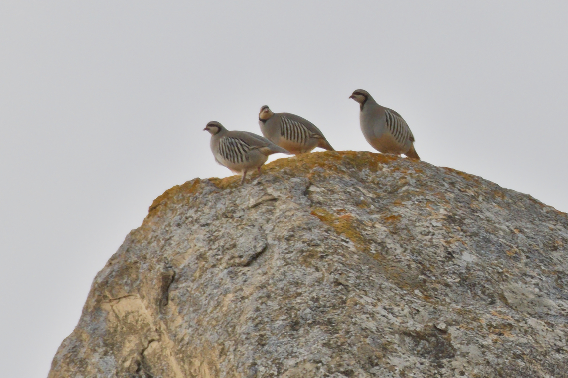 Chukkar posing on a rock at Qobustan Alectoris chukar,Azerbaijan,Chukar partridge,Geotagged,Winter
