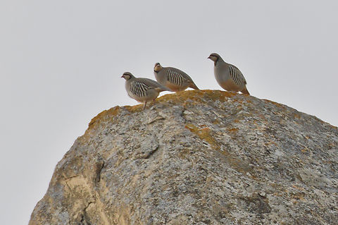 Chukkar posing on a rock at Qobustan Alectoris chukar,Azerbaijan,Chukar partridge,Geotagged,Winter