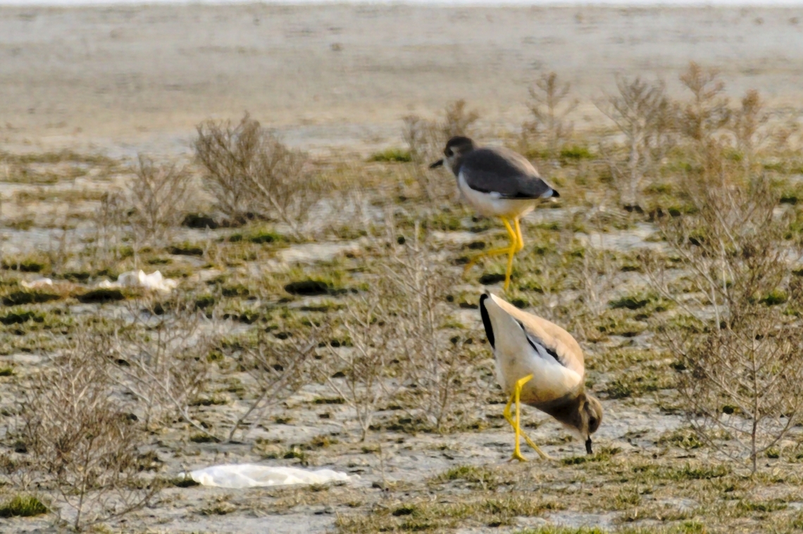 White-tailed Lapwing showing white tail Azerbaijan,Geotagged,Vanellus leucurus,White-tailed lapwing,Winter