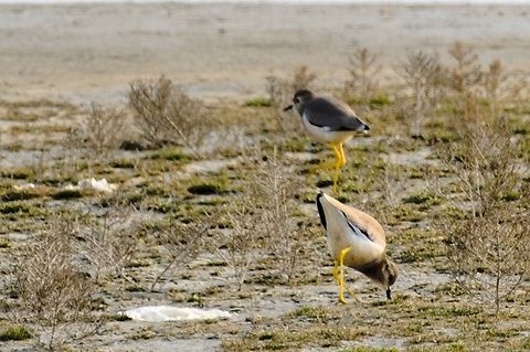 White-tailed Lapwing showing white tail Azerbaijan,Geotagged,Vanellus leucurus,White-tailed lapwing,Winter