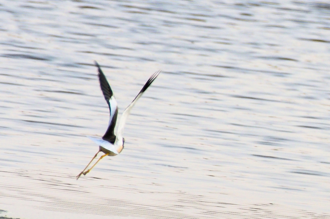 White-tailed Lapwing plus white on wings, nicely displayed while flying off turning to the right Azerbaijan,Geotagged,Vanellus leucurus,White-tailed lapwing,Winter