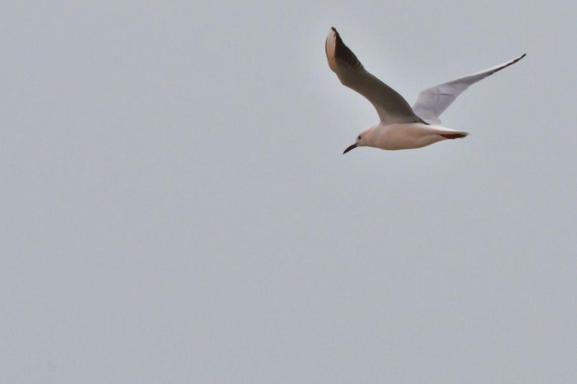 Slender-billed Gull  Azerbaijan,Chroicocephalus genei,Geotagged,Slender-billed gull,Winter