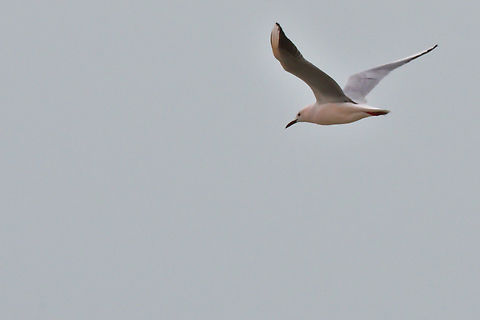 Slender-billed Gull  Azerbaijan,Chroicocephalus genei,Geotagged,Slender-billed gull,Winter