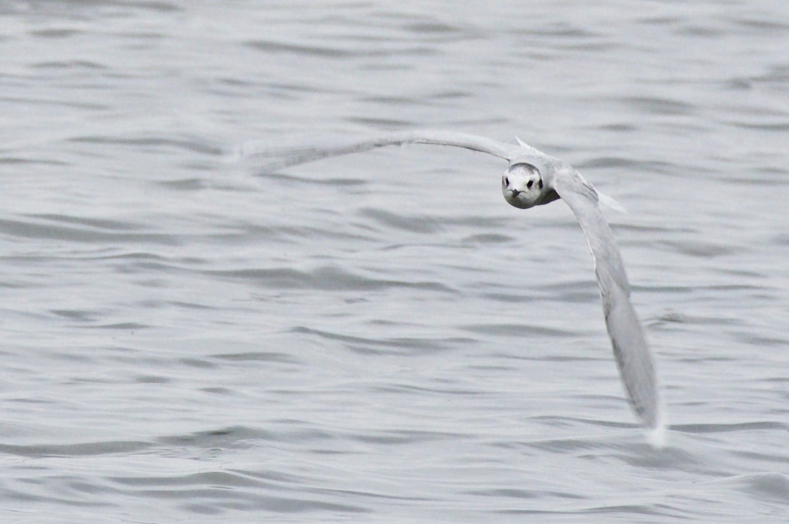 Little Gull flying &quot;into&quot; the camera Azerbaijan,Geotagged,Hydrocoloeus minutus,Little Gull,Winter