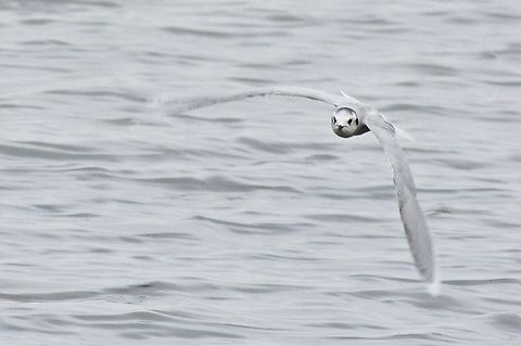 Little Gull flying "into" the camera Azerbaijan,Geotagged,Hydrocoloeus minutus,Little Gull,Winter
