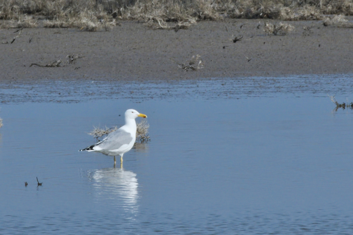 Armenian gull &quot;abroad&quot; Armenian gull,Azerbaijan,Geotagged,Larus armenicus,Winter