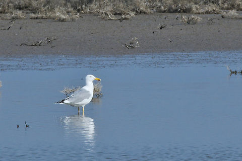 Armenian gull "abroad" Armenian gull,Azerbaijan,Geotagged,Larus armenicus,Winter