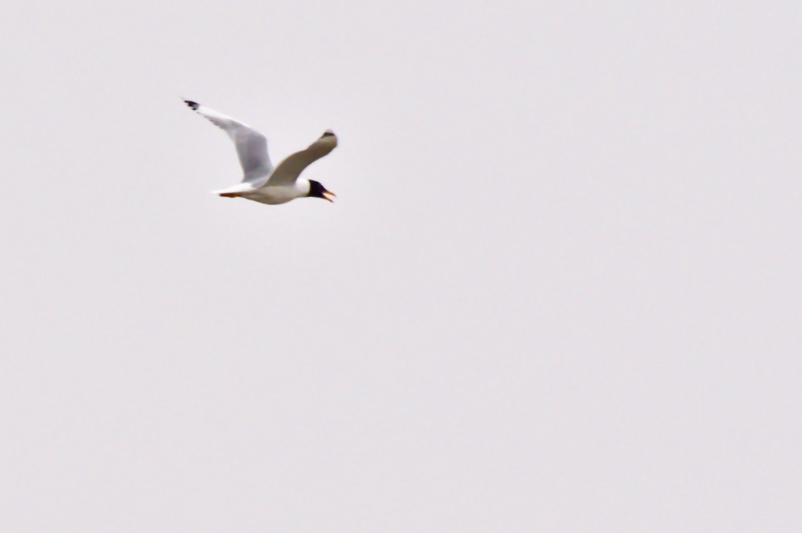 Pallas's Gull  adult, flying Azerbaijan,Geotagged,Ichthyaetus ichthyaetus,Pallass gull,Winter