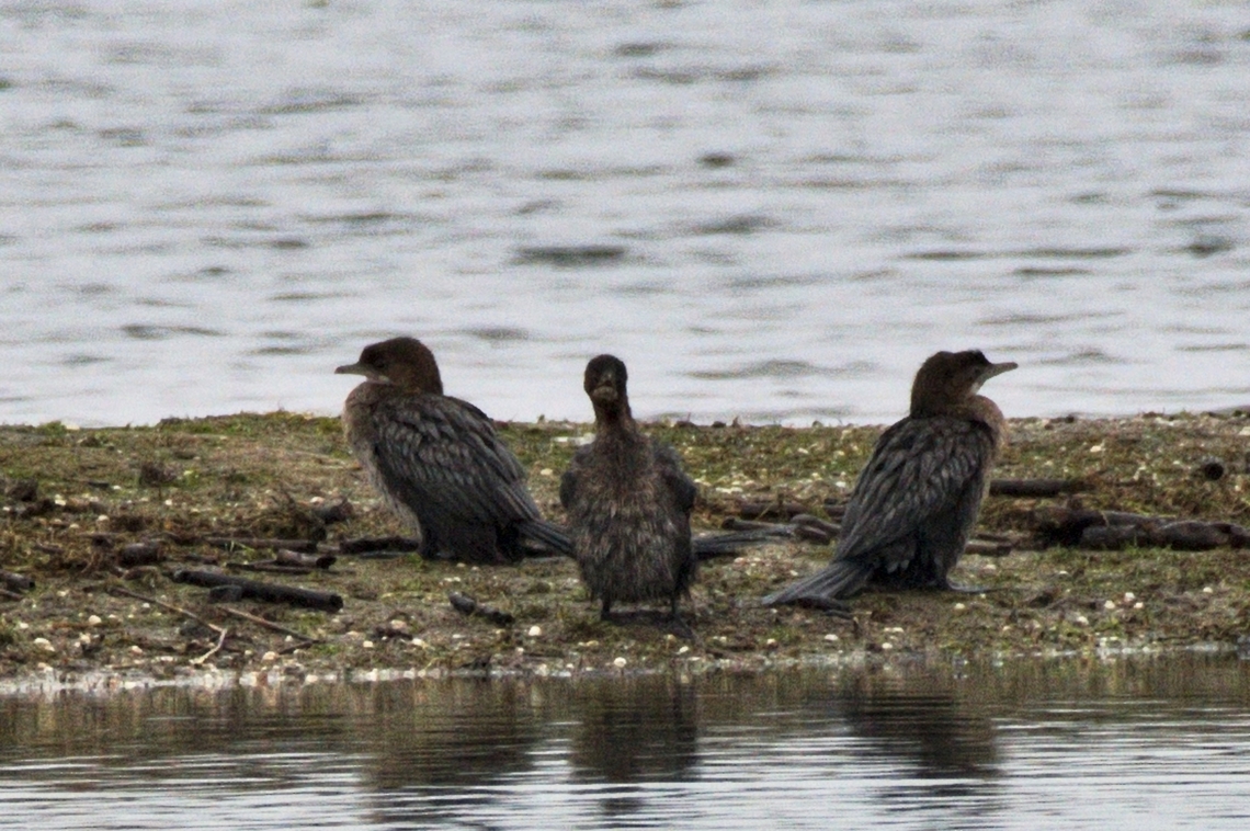 Pygmy Cormorants  Azerbaijan,Geotagged,Microcarbo pygmeus,Pygmy cormorant,Winter