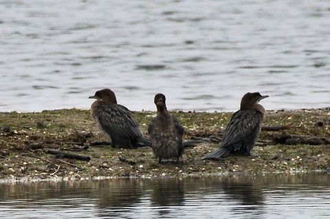 Pygmy Cormorants  Azerbaijan,Geotagged,Microcarbo pygmeus,Pygmy cormorant,Winter