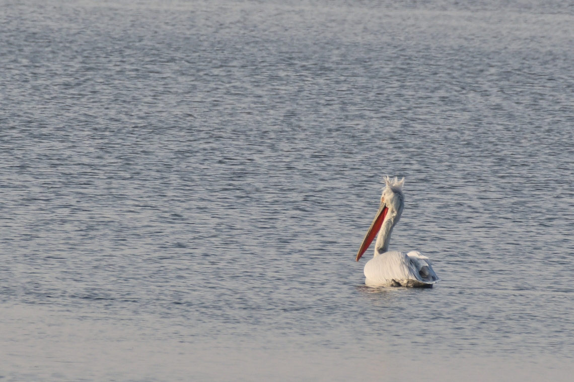 Dalmatian Pelican the curly nape feathers erected Azerbaijan,Dalmatian Pelican,Geotagged,Pelecanus crispus,Winter