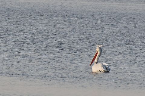 Dalmatian Pelican the curly nape feathers erected Azerbaijan,Dalmatian Pelican,Geotagged,Pelecanus crispus,Winter