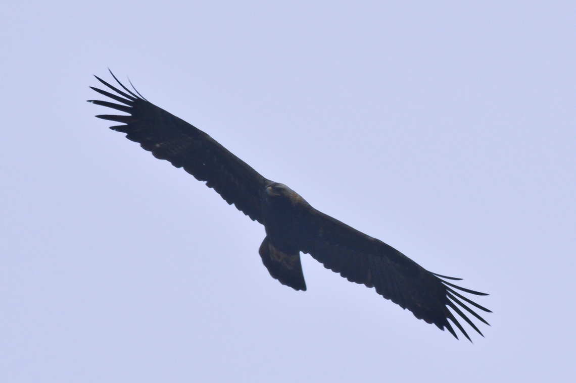 eastern imperial eagle one of many seen in this country Aquila heliaca,Azerbaijan,Eastern imperial eagle,Geotagged,Winter