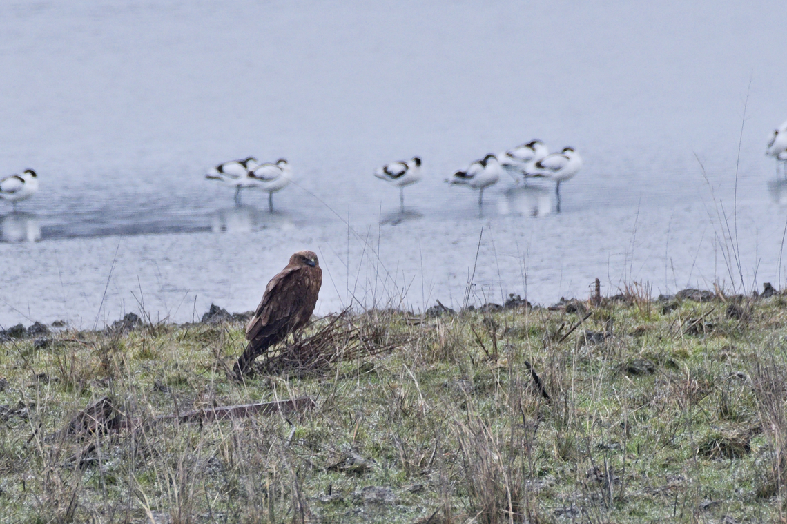 Western Marsh Harrier Circus aeruginosus in front of a line of Avocets. Sitting, not flying. Azerbaijan,Circus aeruginosus,Geotagged,Western marsh harrier,Winter