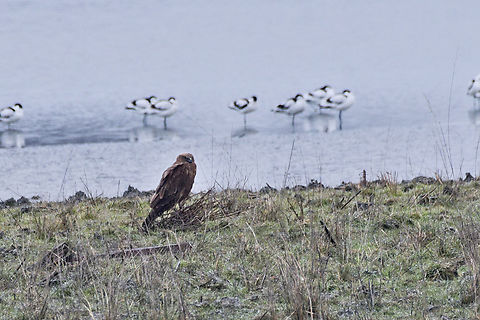 Western Marsh Harrier Circus aeruginosus in front of a line of Avocets. Sitting, not flying. Azerbaijan,Circus aeruginosus,Geotagged,Western marsh harrier,Winter