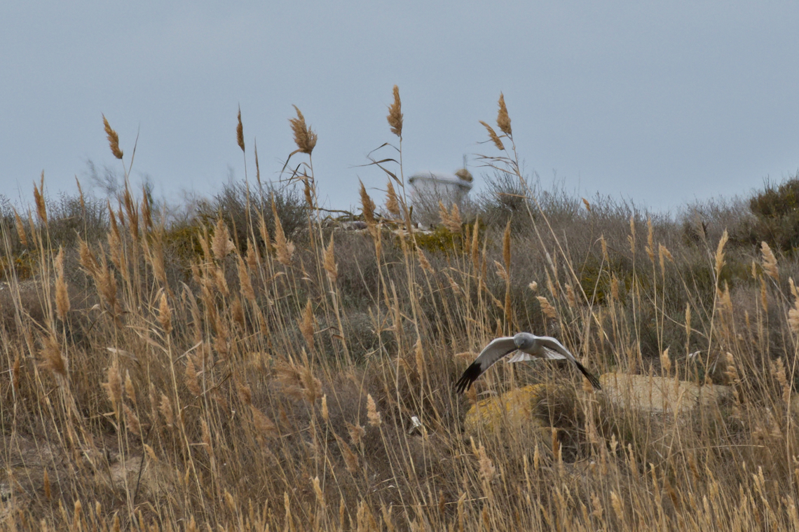 Hen Harrier male, scanning low for prey Azerbaijan,Circus cyaneus,Geotagged,Hen harrier,Winter