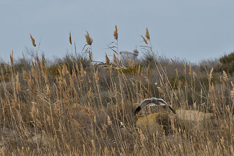 Hen Harrier male, scanning low for prey Azerbaijan,Circus cyaneus,Geotagged,Hen harrier,Winter