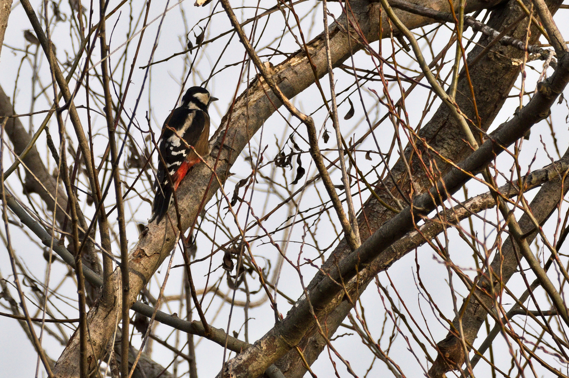 Dendrocopos maior ssp. poelzami  Azerbaijan,Dendrocopos major,Geotagged,Great spotted woodpecker,Winter