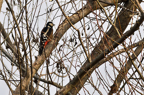 Dendrocopos maior ssp. poelzami  Azerbaijan,Dendrocopos major,Geotagged,Great spotted woodpecker,Winter