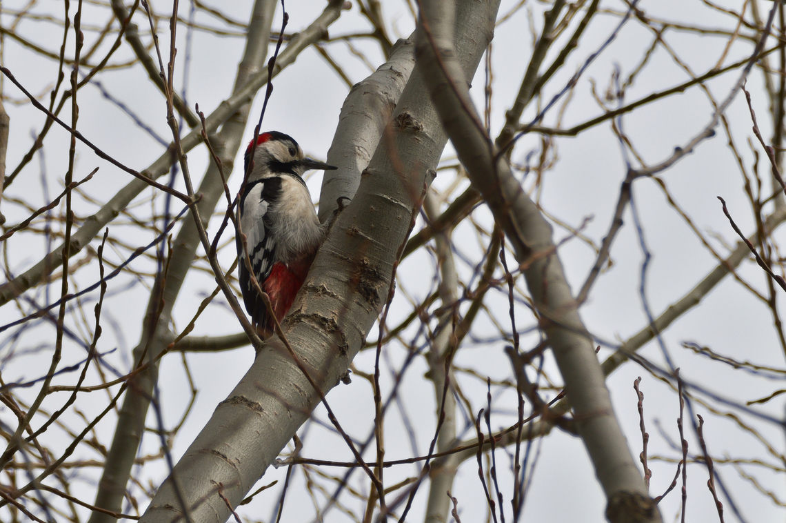 Syrian woodpecker  Azerbaijan,Dendrocopos syriacus,Geotagged,Syrian Woodpecker,Winter