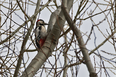 Syrian woodpecker  Azerbaijan,Dendrocopos syriacus,Geotagged,Syrian Woodpecker,Winter