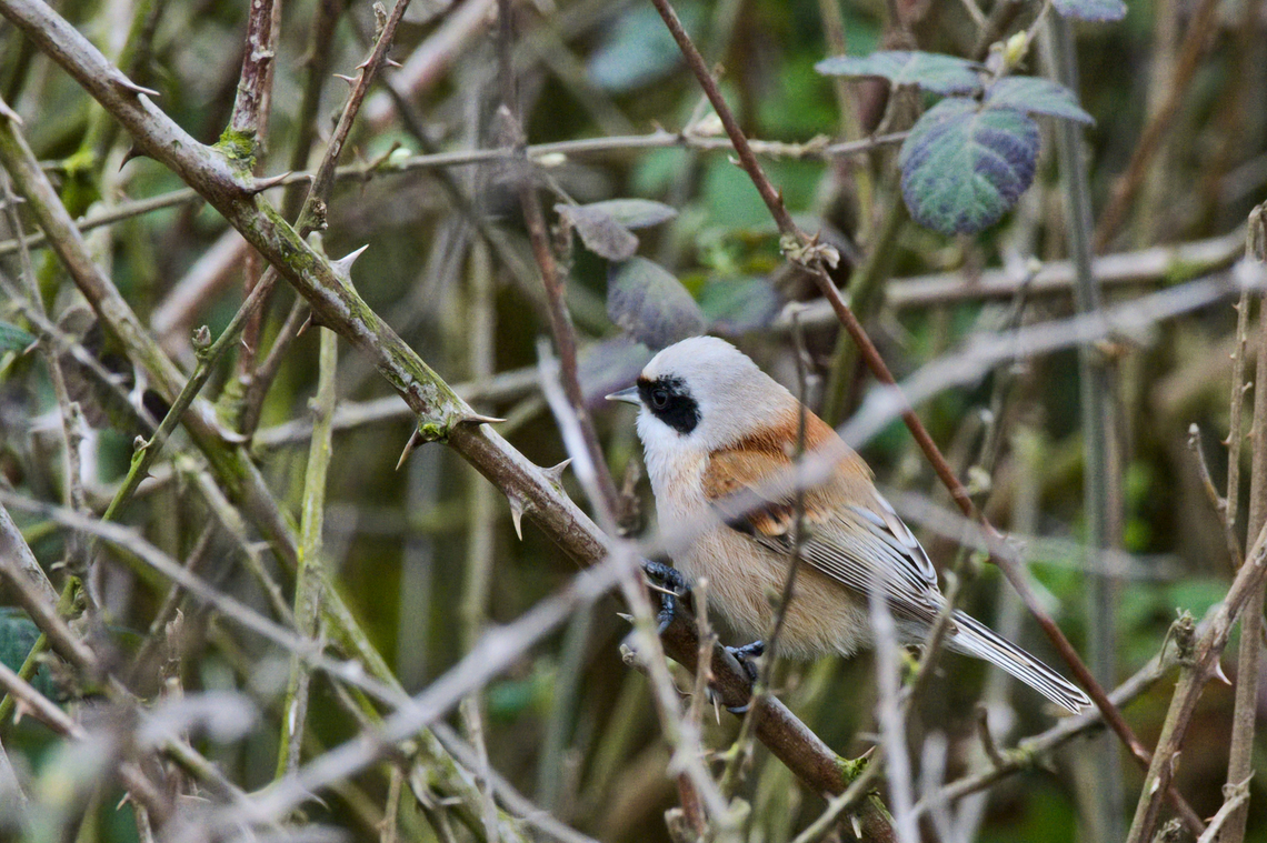 Penduline Tit  Azerbaijan,Eurasian penduline tit,Geotagged,Remiz pendulinus,Winter