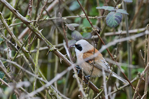 Penduline Tit  Azerbaijan,Eurasian penduline tit,Geotagged,Remiz pendulinus,Winter