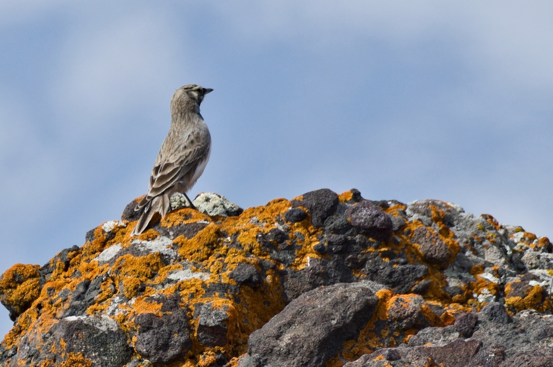 Horned Lark ssp. penicillata Azerbaijan,Eremophila alpestris,Geotagged,Horned lark,Winter
