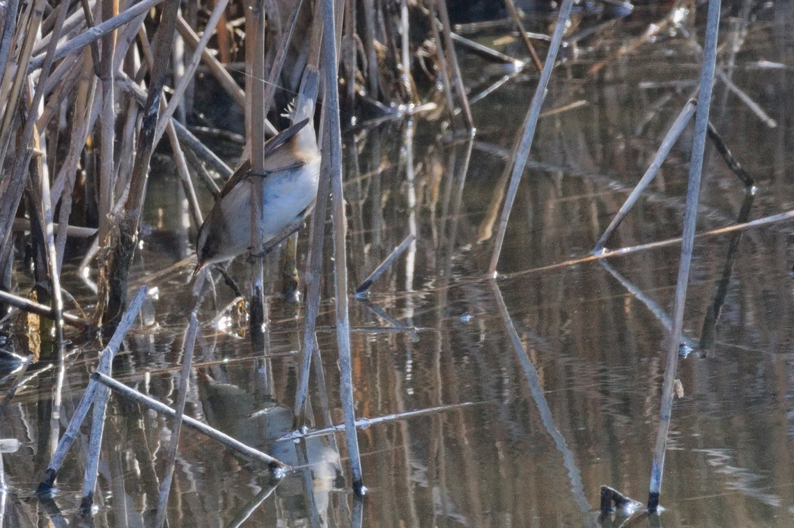 Moustached Warbler  Acrocephalus melanopogon,Azerbaijan,Geotagged,Moustached warbler,Winter