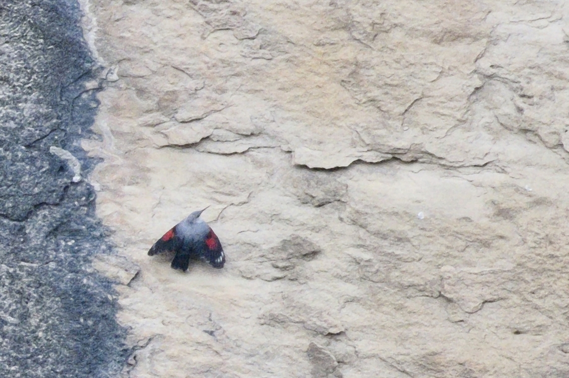 Wallcreeper only documented :( in Qobustan Azerbaijan,Geotagged,Tichodroma muraria,Wallcreeper,Winter