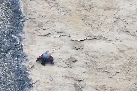 Wallcreeper only documented :( in Qobustan Azerbaijan,Geotagged,Tichodroma muraria,Wallcreeper,Winter