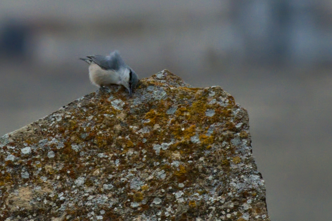 Western Rock Nuthatch Sitta neumayer, documented at Qobustan Azerbaijan,Geotagged,Sitta neumayer,Western rock nuthatch,Winter