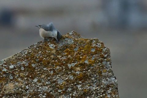 Western Rock Nuthatch Sitta neumayer, documented at Qobustan Azerbaijan,Geotagged,Sitta neumayer,Western rock nuthatch,Winter