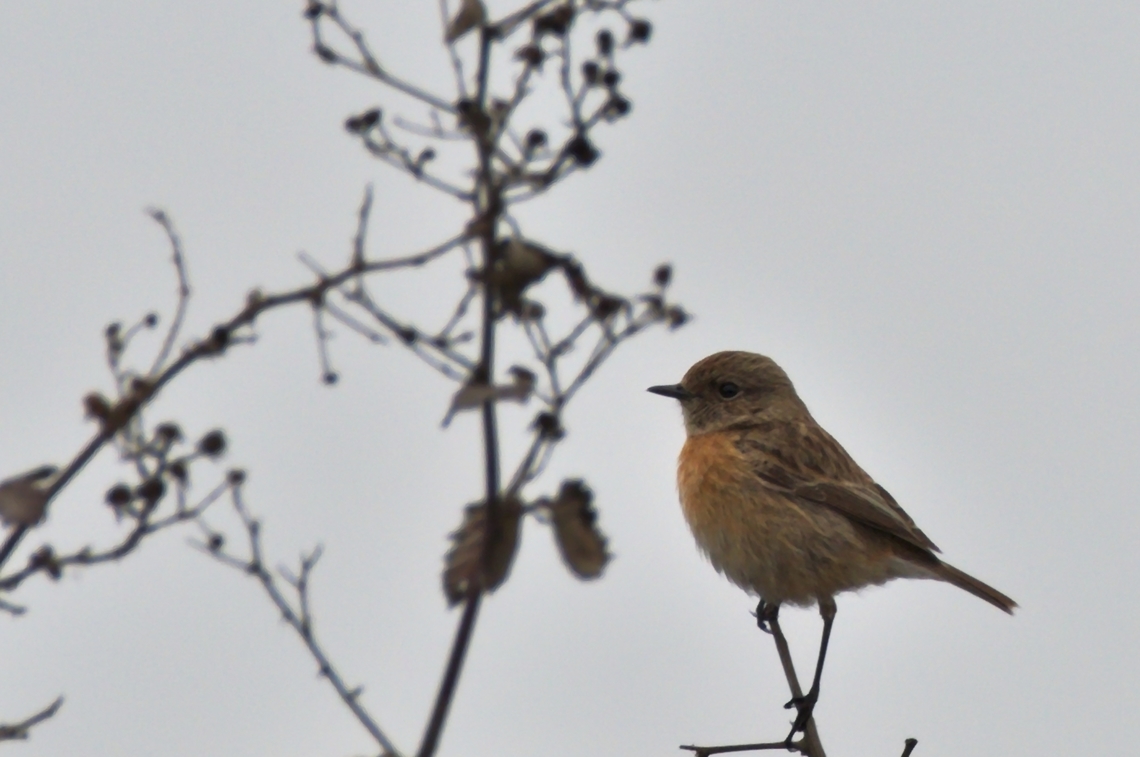 Siberian Stonechat ssp. Saxicola maurus variegatus Azerbaijan,Geotagged,Saxicola maurus,Siberian stonechat,Winter