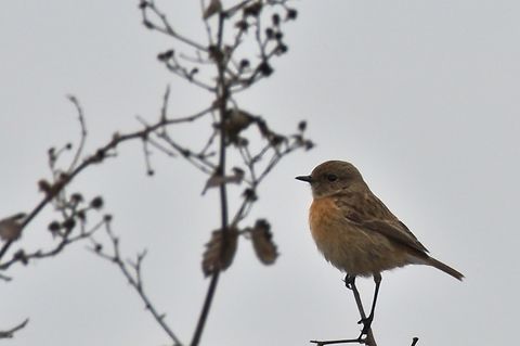 Siberian Stonechat ssp. Saxicola maurus variegatus Azerbaijan,Geotagged,Saxicola maurus,Siberian stonechat,Winter