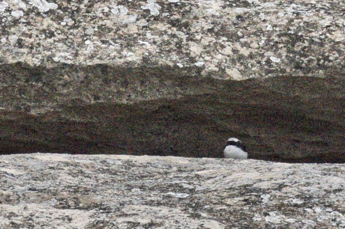 Finsch's Wheatear Oenanthe finschii documented at Qobustan Azerbaijan,Finschs wheatear,Geotagged,Oenanthe finschii,Winter
