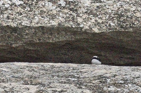 Finsch's Wheatear Oenanthe finschii documented at Qobustan Azerbaijan,Finschs wheatear,Geotagged,Oenanthe finschii,Winter
