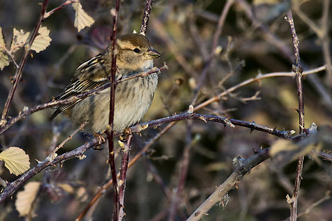 Spanish Sparrow female Azerbaijan,Geotagged,Passer hispaniolensis,Winter,spanish sparrow