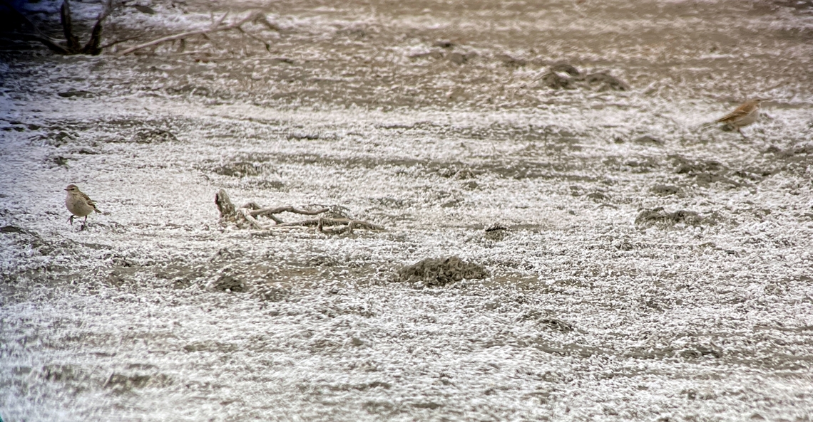 Water Pipit Digiscopy, Scope &amp; IPhone, minimal magnifiction (30 x), cropping the round-hole-image Anthus spinoletta,Azerbaijan,Geotagged,Water pipit,Winter