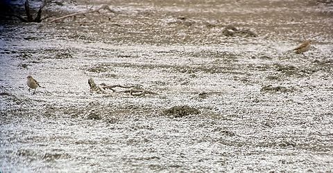 Water Pipit Digiscopy, Scope & IPhone, minimal magnifiction (30 x), cropping the round-hole-image Anthus spinoletta,Azerbaijan,Geotagged,Water pipit,Winter